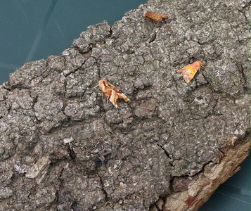 moths for photographing - Kenneth Noble